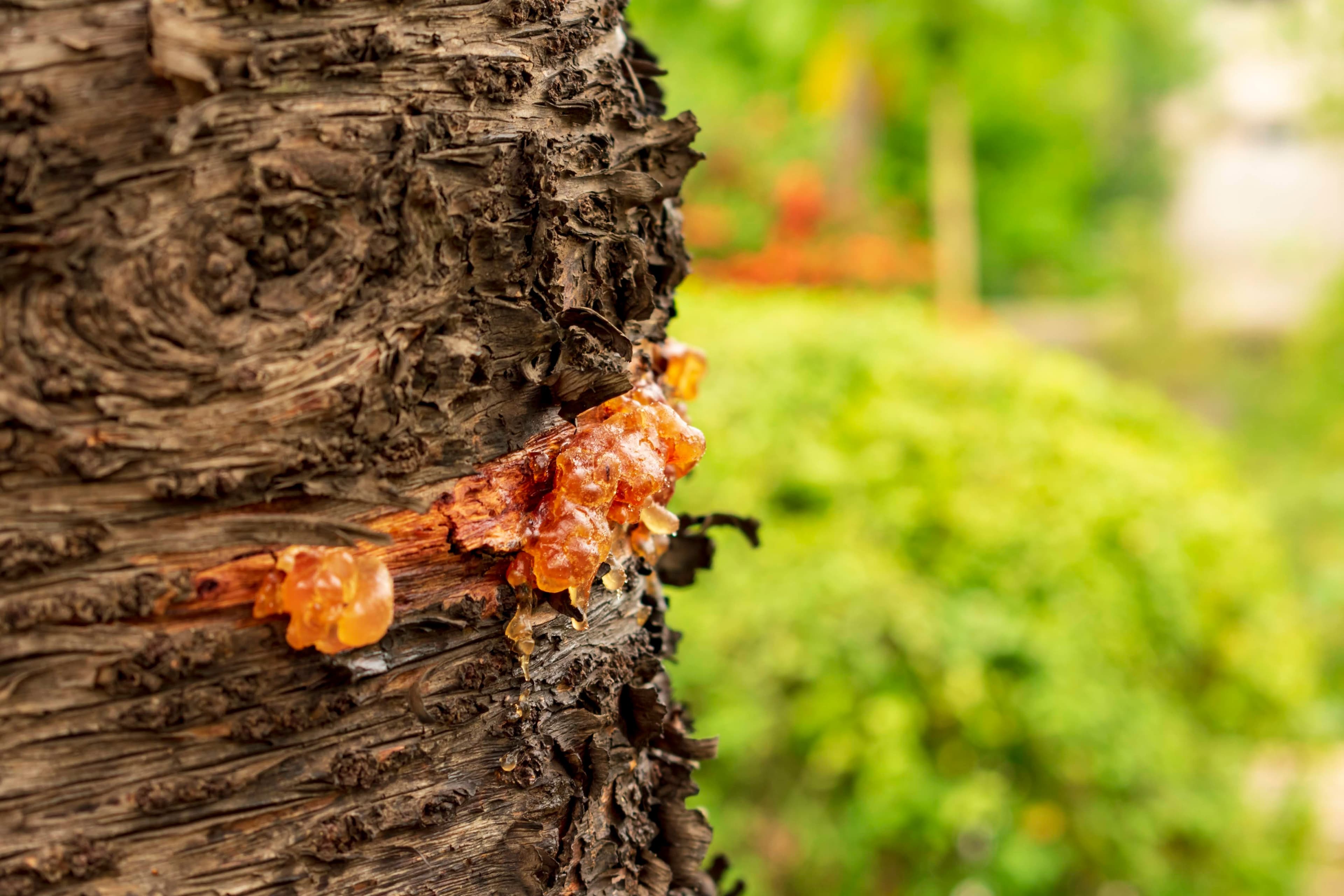 Myrrh resin forming on bark, shown at scale.