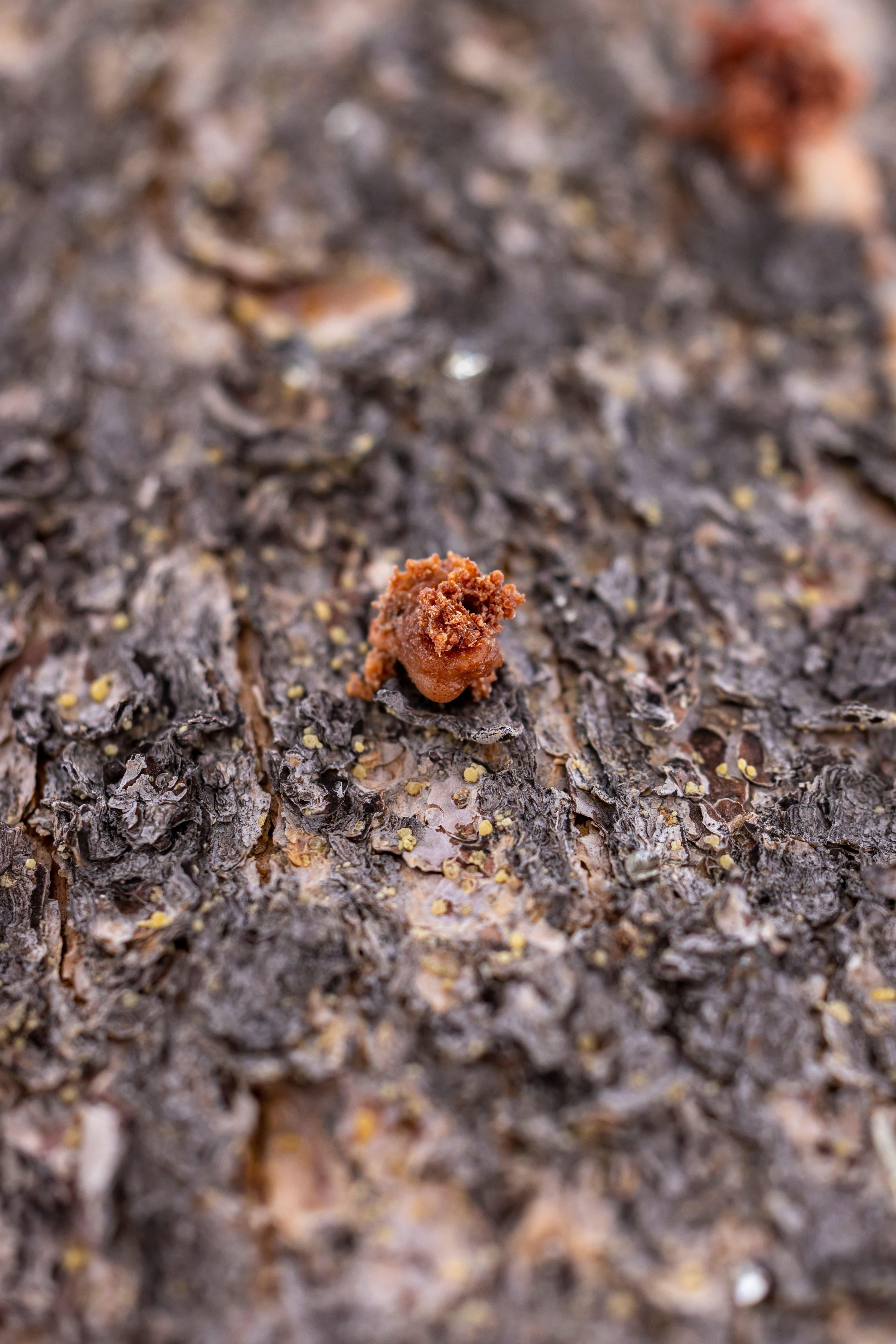 A myrrh tear resin drop, showing natural color and texture.