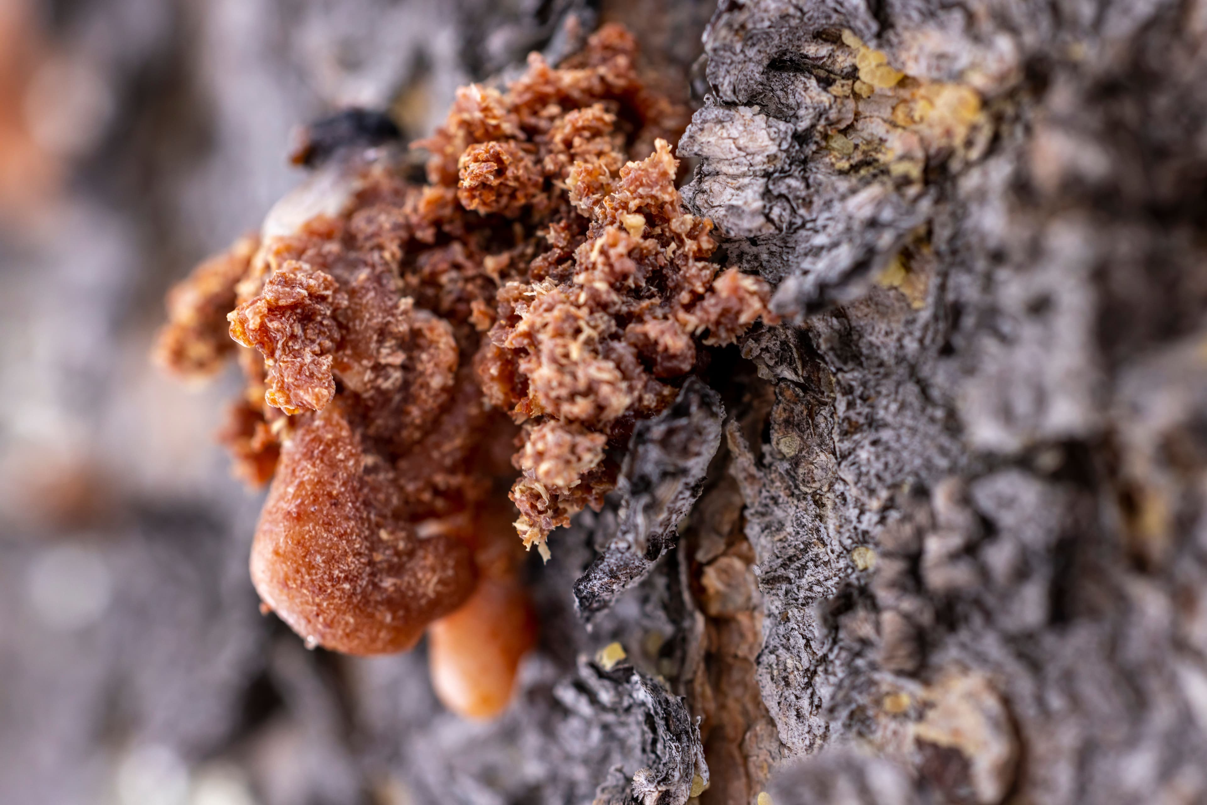 Myrrh resin forming on a freshly tapped tree trunk.
