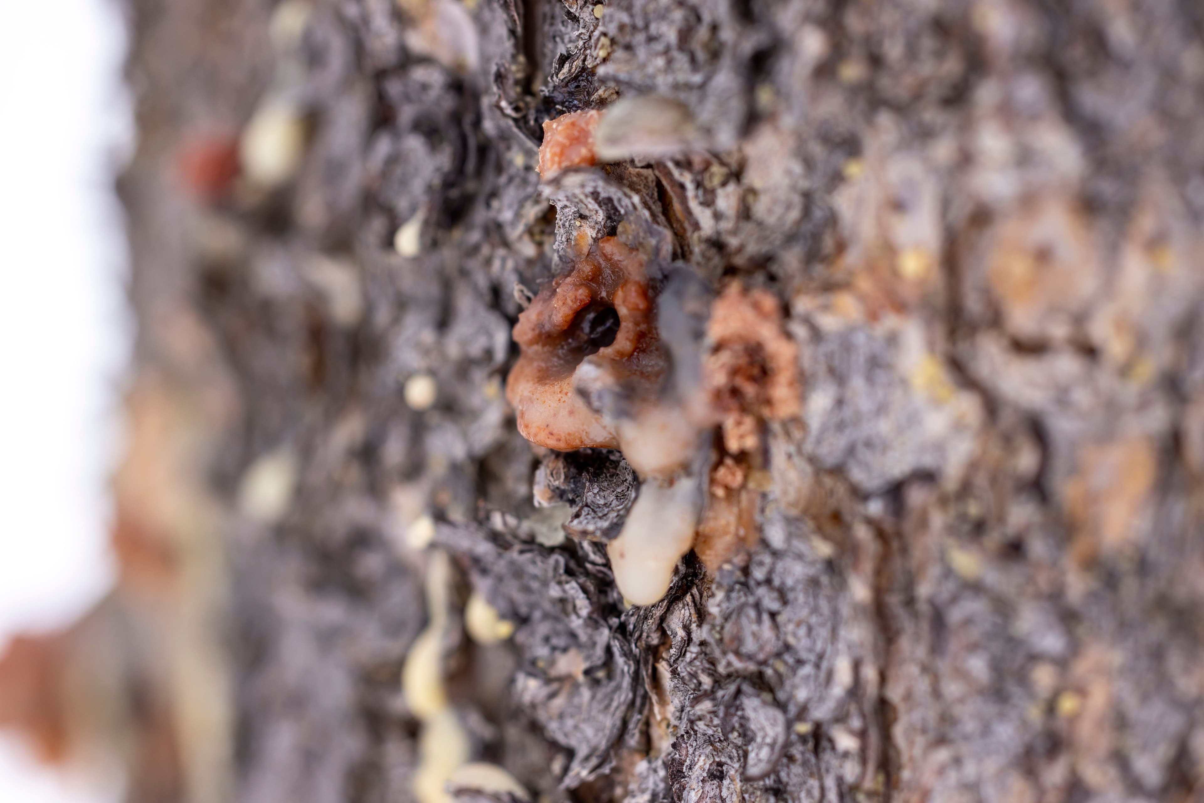 Myrrh resin tears on tree bark, mixed sizes.