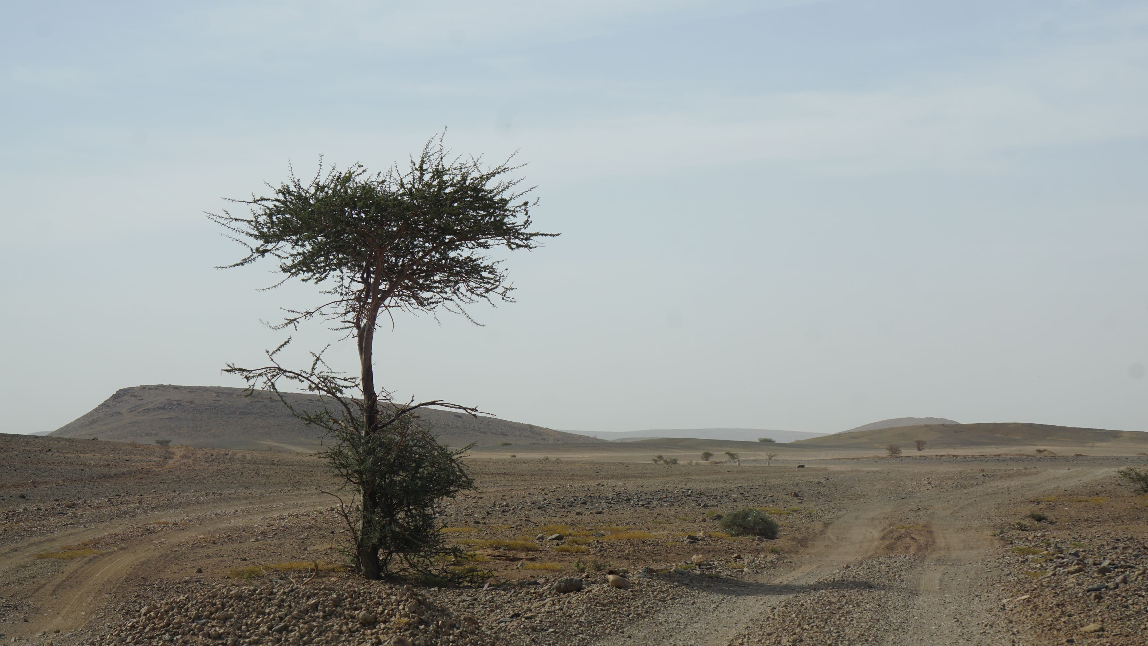 A lone tree in the arid Puntland landscape, the terrain harvesting families work across.