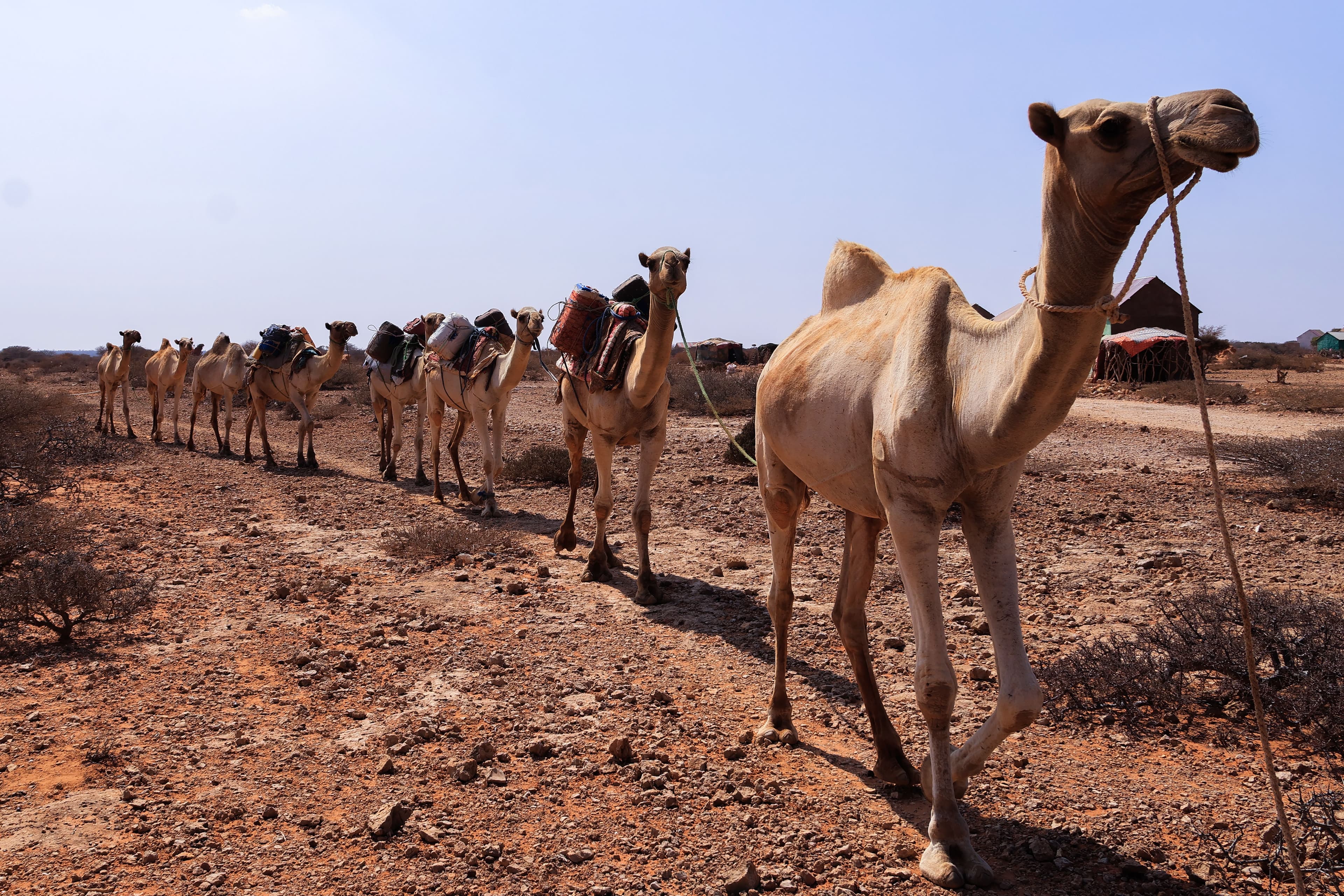 A camel caravan crossing the Puntland desert, Somalia.