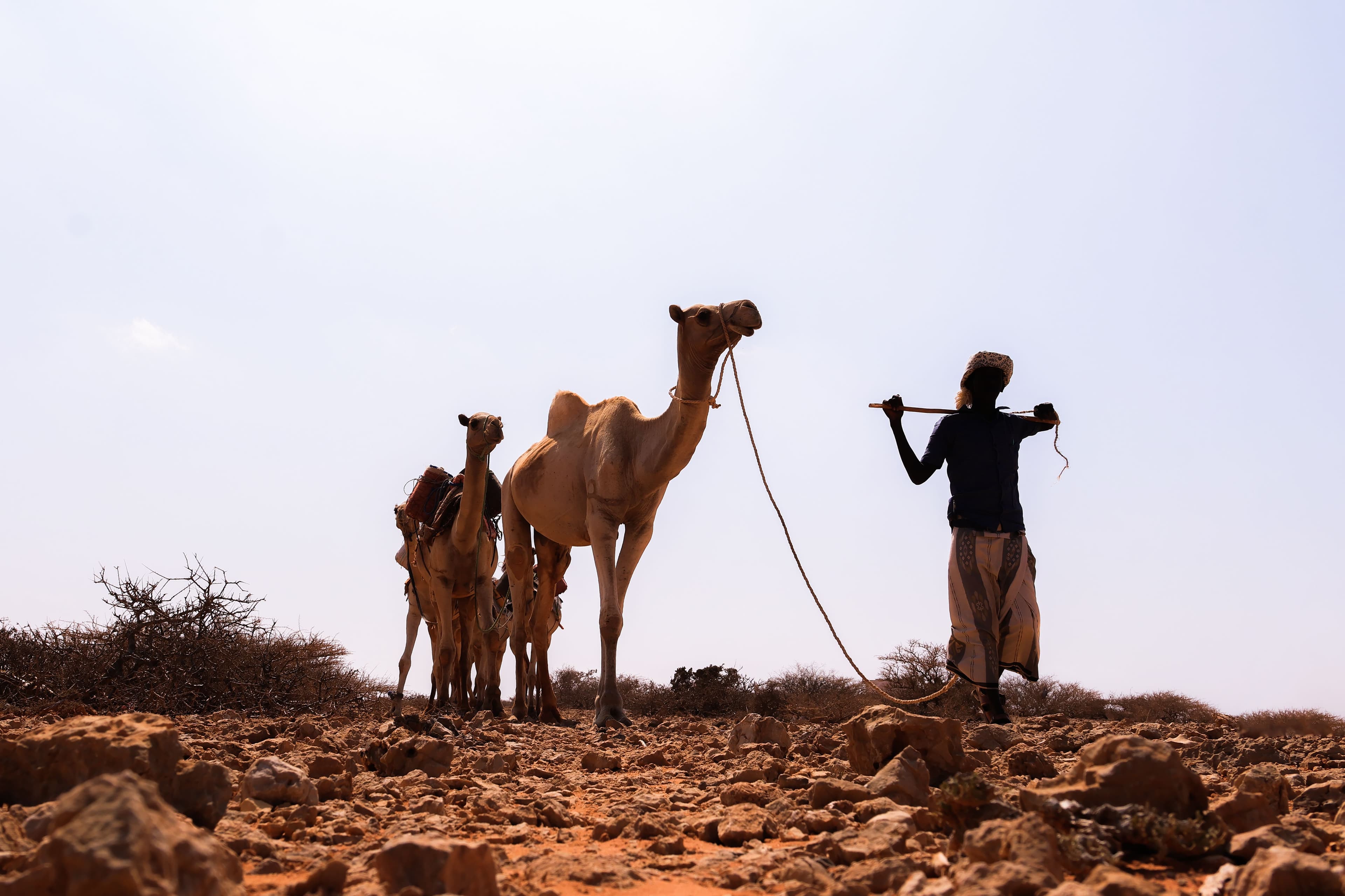 Camel herding in the Puntland desert, the working landscape behind every harvest.