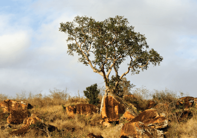 Inside the Harvest: A Season in Puntland