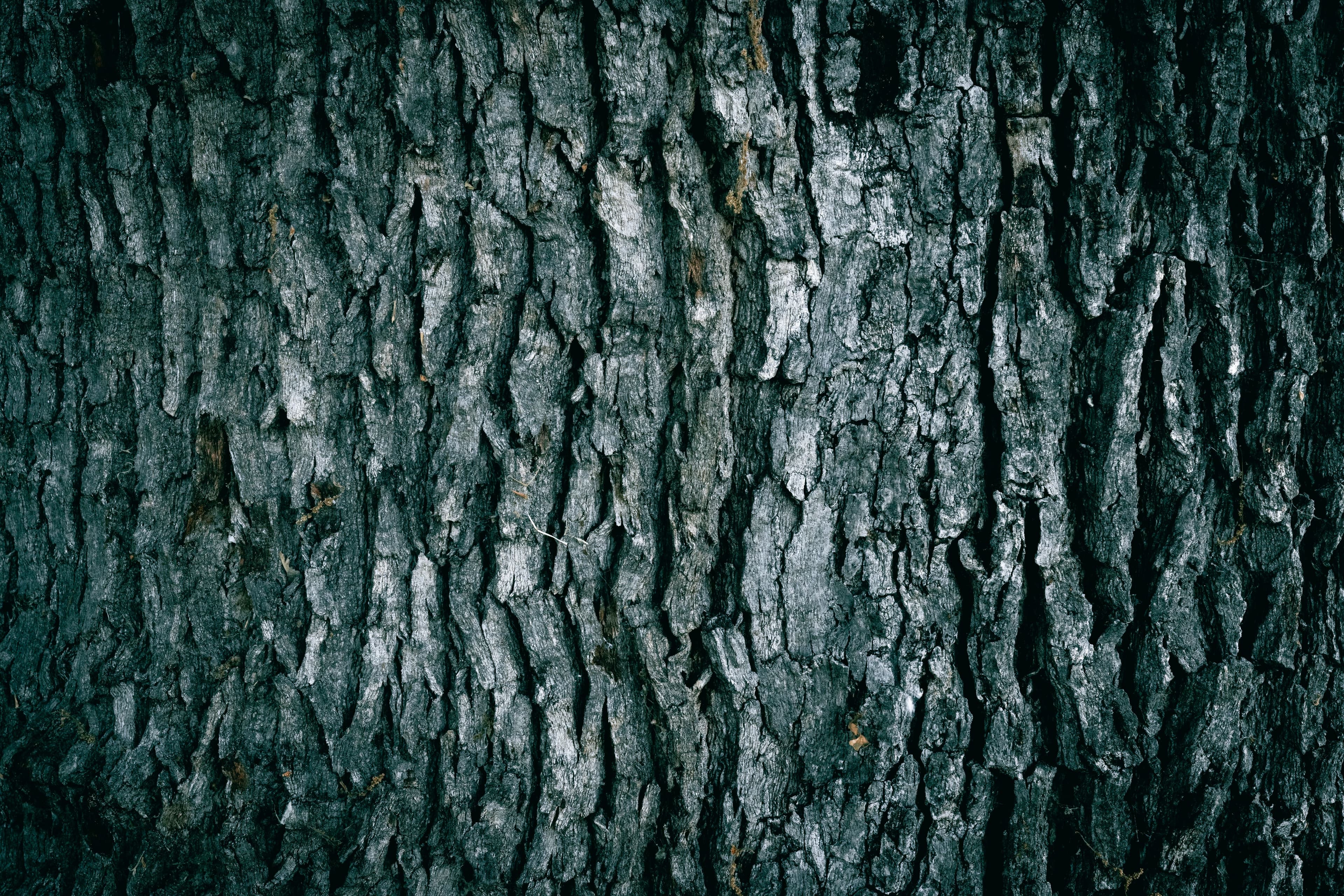 Close-up bark texture of a Commiphora trunk, the tree tapped for myrrh.